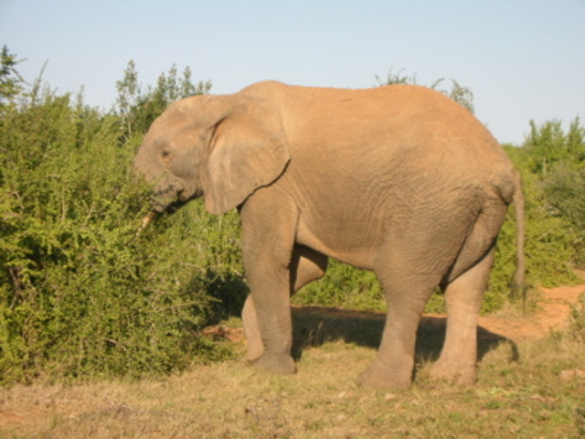 George Orwell writes his famous essay "Shooting an Elephant"