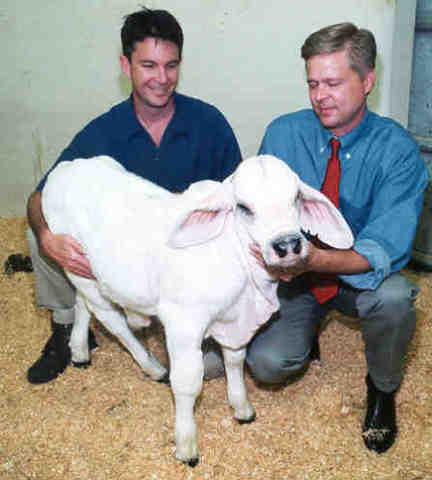 1st instance of recloning