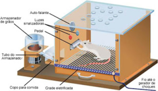 Século XX Behavorismo (John Watson)