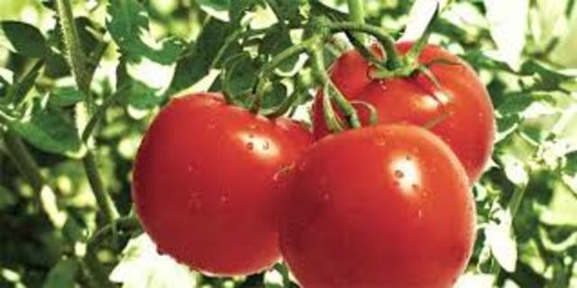 Tomatoes in USA