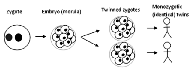 First Artificial Twinning of a Vertebrate
