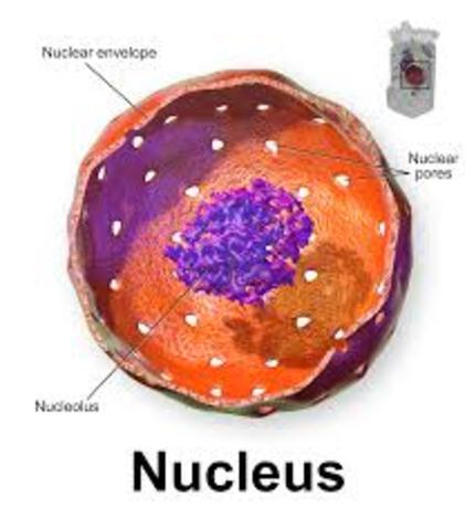 Hans Spemann Finds that the Cell Nucleus Controls Embryonic Developement