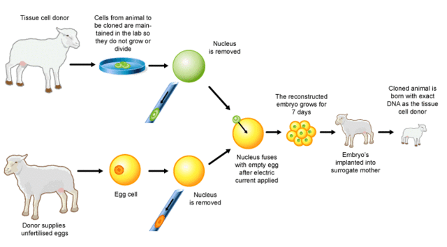 First mammalian embryo created by nuclear transfer