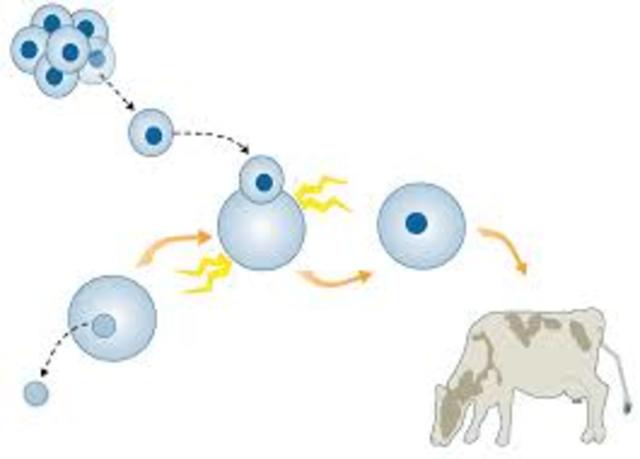 First cow created by nuclear transfer