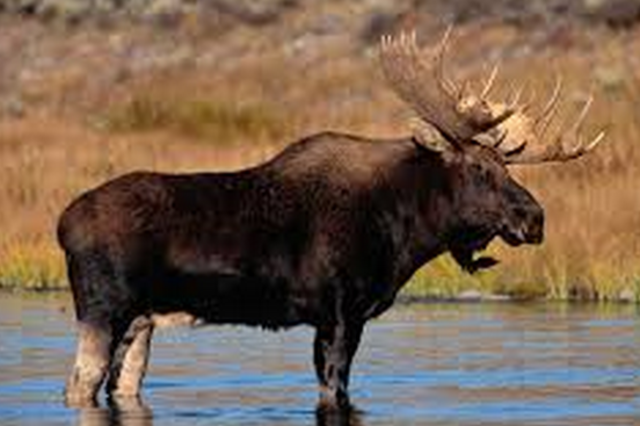 The Moose