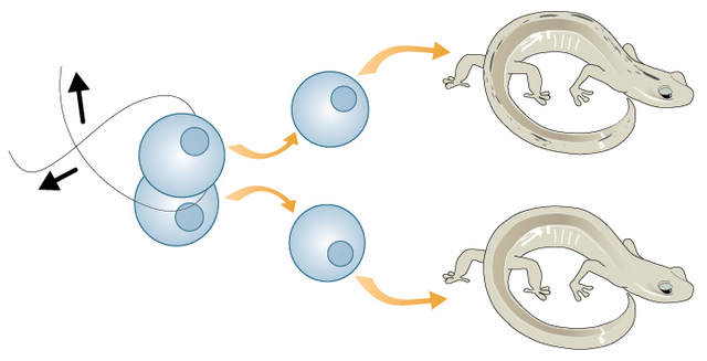 Artificial embryo twinning in a vertebrate