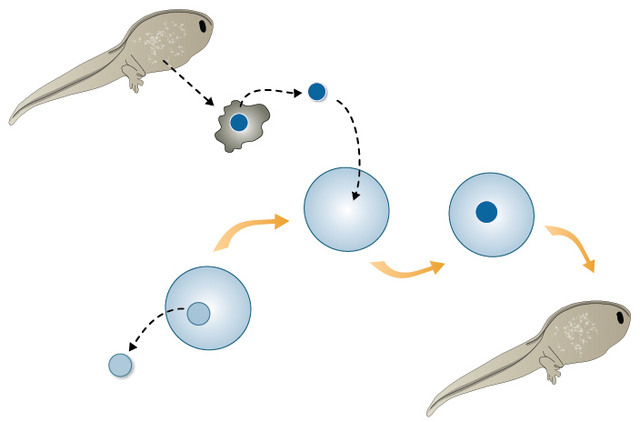 Nuclear transfer from a differentiated cell