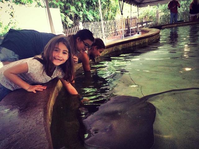 Petting the Stingrays