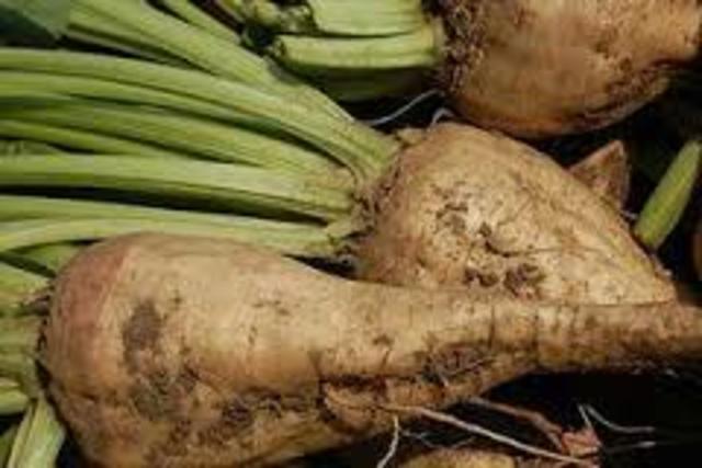 Biotech suagr beets