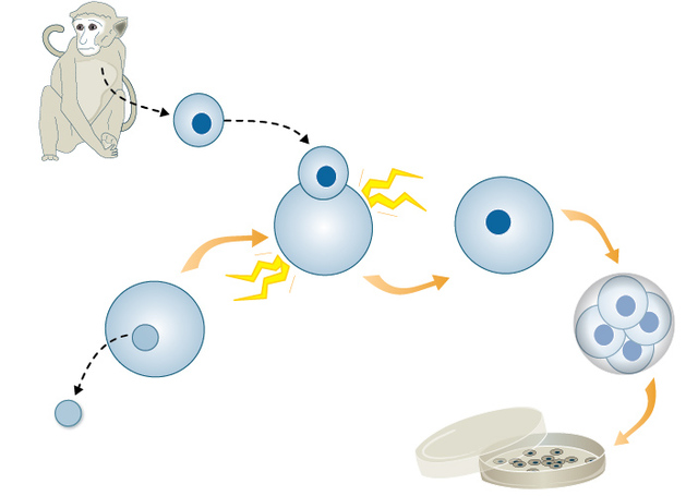 Primate embryonic stem cells created by somatic cell nuclear transfer