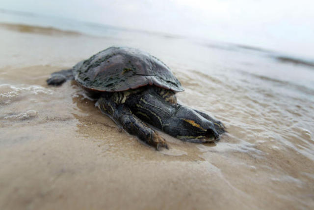 Toll on wildlife rises, BP pledges to pay for cleanup
