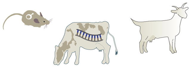 More mammals cloned by somatic cell nuclear transfer