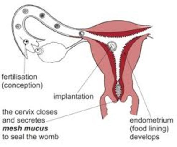 Implantation