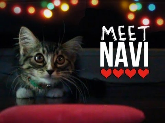 Got Navi, their first kitty