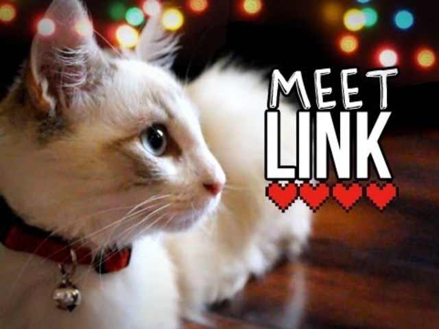 Got Link, their second kitty