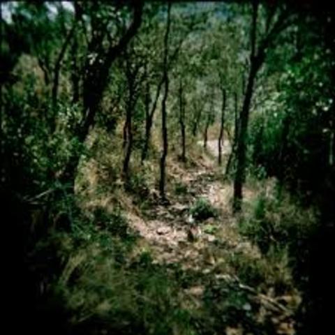 Major Work: Death in the Woods