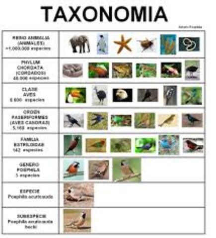 Taxonomía