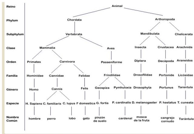 Clases de Taxonomía