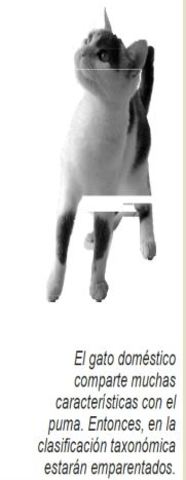 Clasificación de Linneo