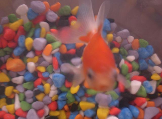 Operación de apendicitis...primera mascota..."Dicitis"