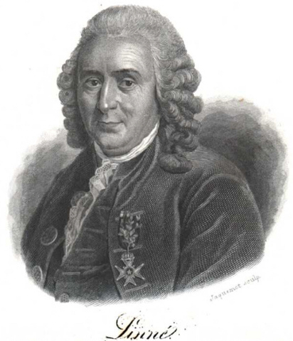 Carlos Linneo