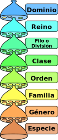 Organización de la taxonomia