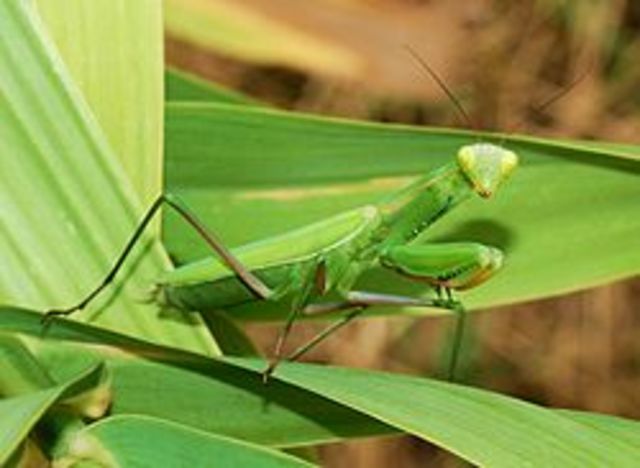 mantis religiosa