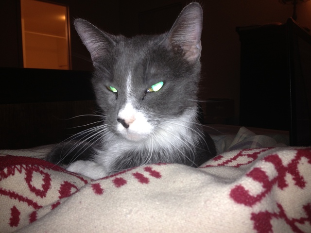 Getting a second cat