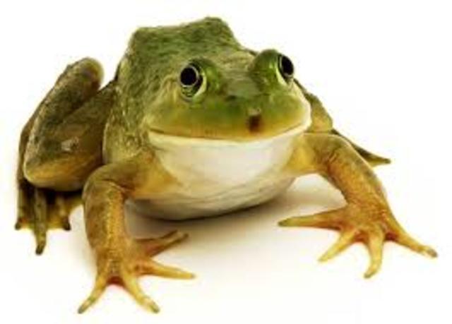 Frog