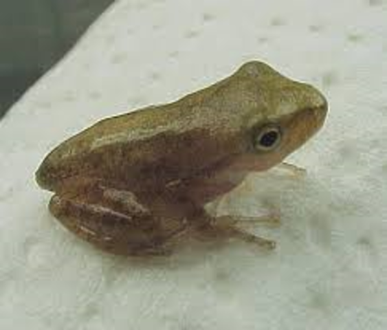 Young Frog, or Froglet