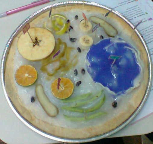 Apresentação do trabalho da Célula vegetal