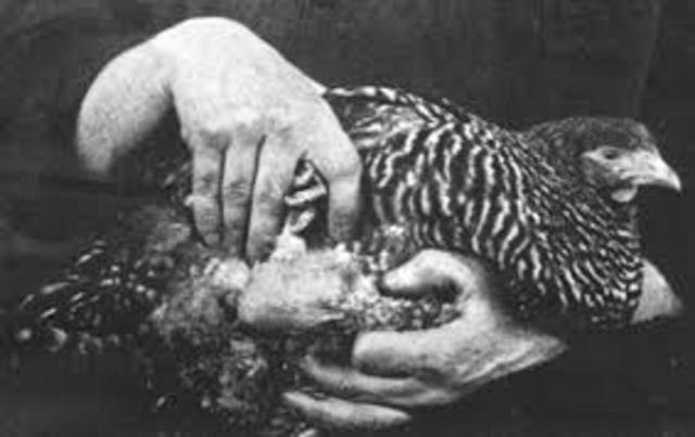 Un virus causa sarcoma a los pollos