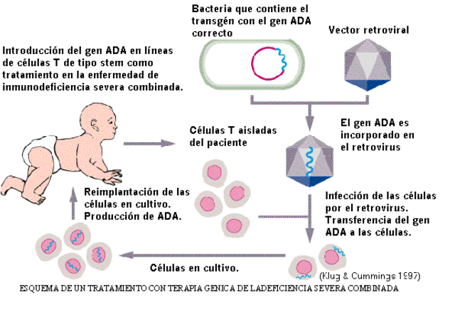 Un virus como vector