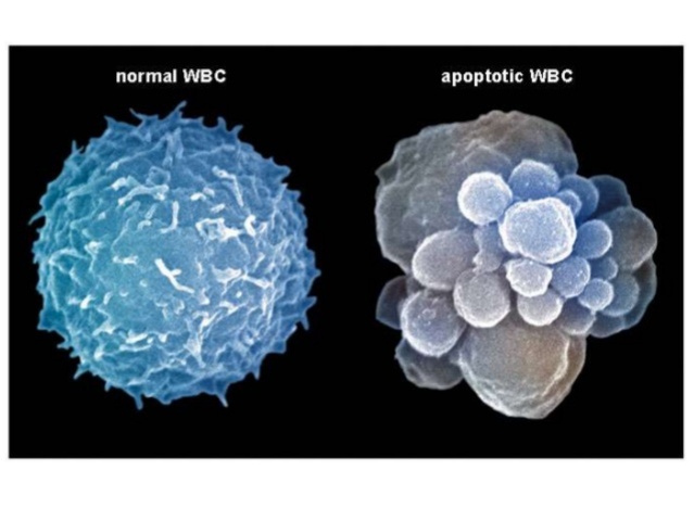 ¿proteinas anti apoptoticas?