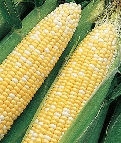 the first hybrid corn is commercialized