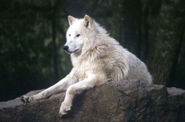 Wolves put on the Endangered species list