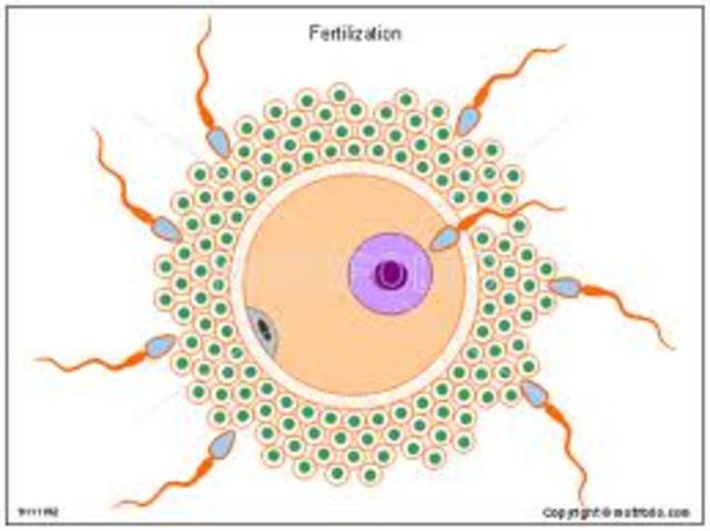 fertilization