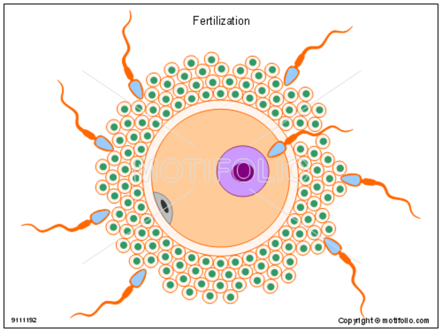 Fertilization