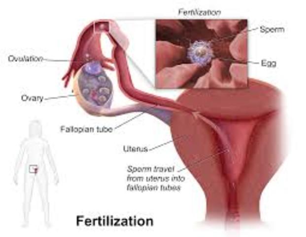 Fertilazation