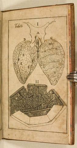 Discovery of the pulmonary capillaries by Marcello Malpigni
