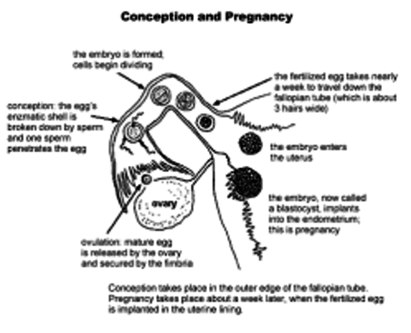 conception