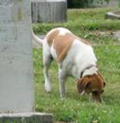 Ah, Are You Digging On My Grave?