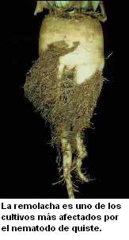 muerte de la célula en el gusano nematode.