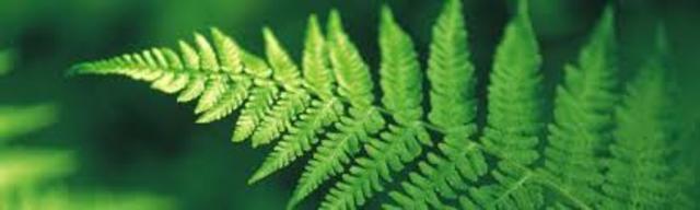 HISTOLOGIA DE LOS HELECHOS