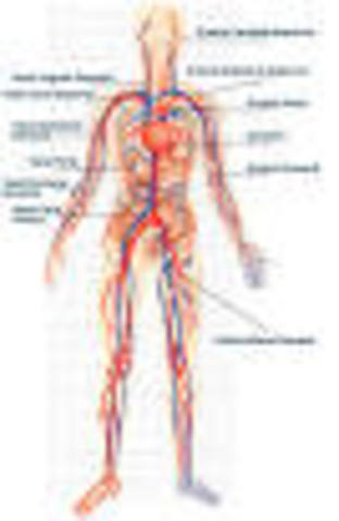 SISTEMA CIRCULATORIO