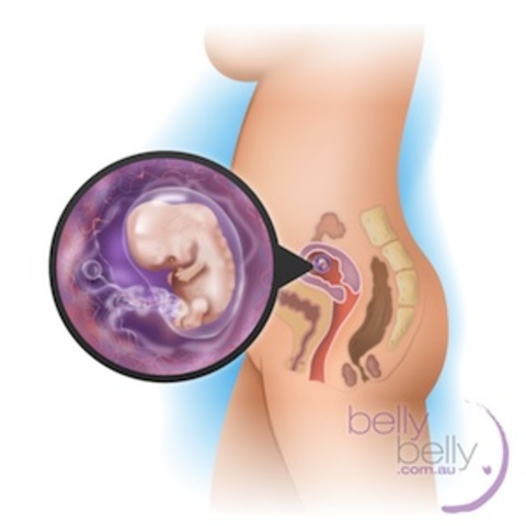 Development of ducts and gland