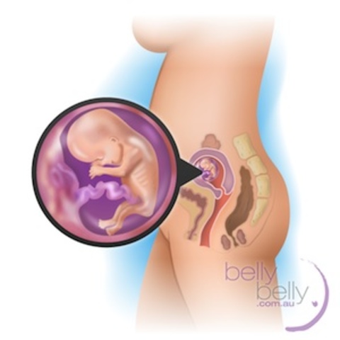 Your baby’s sex organs are now distinguishable, but still incomplete