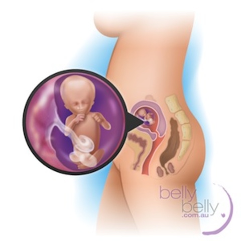 Week 14 Baby’s organs are starting to function, as well. Around this time, his liver will begin producing bile and his spleen will start helping to produce those all-important red blood cells.