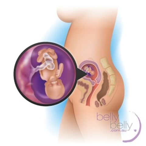 At this stage, your baby is around 4 inches long and weighs about 2.5 ounces (approx. 70.9 grams)