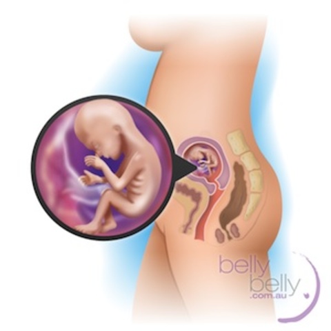 4 1/2 inches long and weighs about 3.5 ounces.